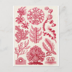 Ernst Haeckel Art Postcard: Florideae Postkarte