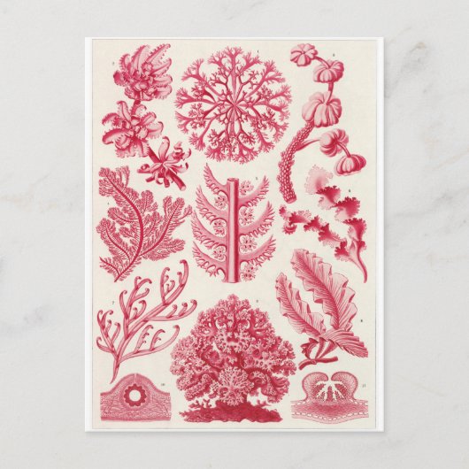 Ernst Haeckel Art Postcard: Florideae Postkarte (Vorderseite)