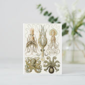 Ernst Haeckel Art Postcard: Gamochonia Postkarte (Stehend Vorderseite)