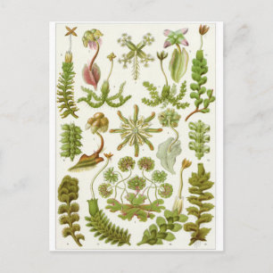 Ernst Haeckel Art Postcard: Hepaticae Postkarte