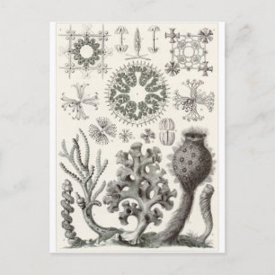 Ernst Haeckel Art Postcard: Hextinellae Postkarte