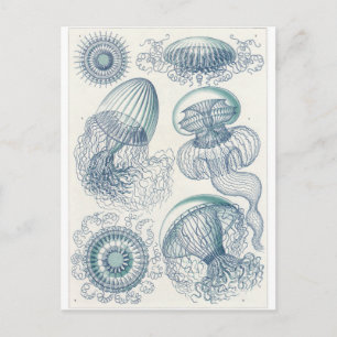 Ernst Haeckel Art Postcard: Leptomedusae Postkarte