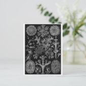 Ernst Haeckel Art Postcard: Lichenes Postkarte (Stehend Vorderseite)