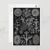 Ernst Haeckel Art Postcard: Lichenes Postkarte (Vorne/Hinten)