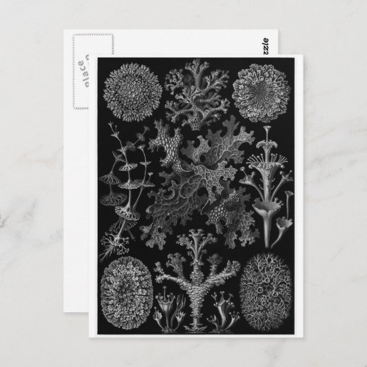 Ernst Haeckel Art Postcard: Lichenes Postkarte (Vorne/Hinten)