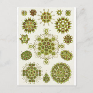 Ernst Haeckel Art Postcard: Melethallia Postkarte
