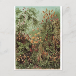 Ernst Haeckel Art Postcard: Muscinae Postkarte