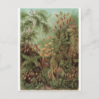 Ernst Haeckel Art Postcard: Muscinae Postkarte