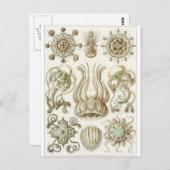 Ernst Haeckel Art Postcard: Narcomedusae Postkarte (Vorne/Hinten)