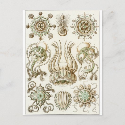 Ernst Haeckel Art Postcard: Narcomedusae Postkarte (Vorderseite)