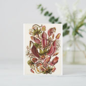 Ernst Haeckel Art Postcard: Nepenthaceae Postkarte (Stehend Vorderseite)