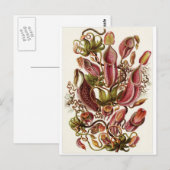 Ernst Haeckel Art Postcard: Nepenthaceae Postkarte (Vorne/Hinten)