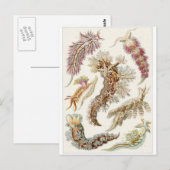 Ernst Haeckel Art Postcard: Nudibranchie Postkarte (Vorne/Hinten)