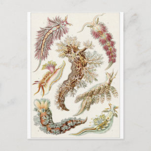 Ernst Haeckel Art Postcard: Nudibranchie Postkarte