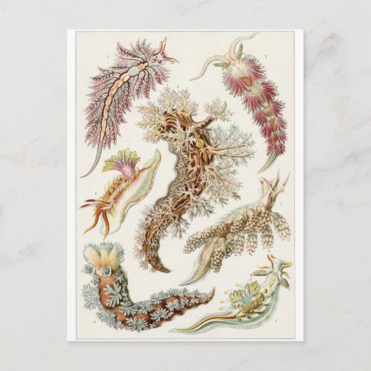 Ernst Haeckel Art Postcard: Nudibranchie Postkarte (Vorderseite)