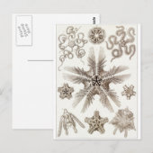 Ernst Haeckel Art Postcard: Ophiodea Postkarte (Vorne/Hinten)