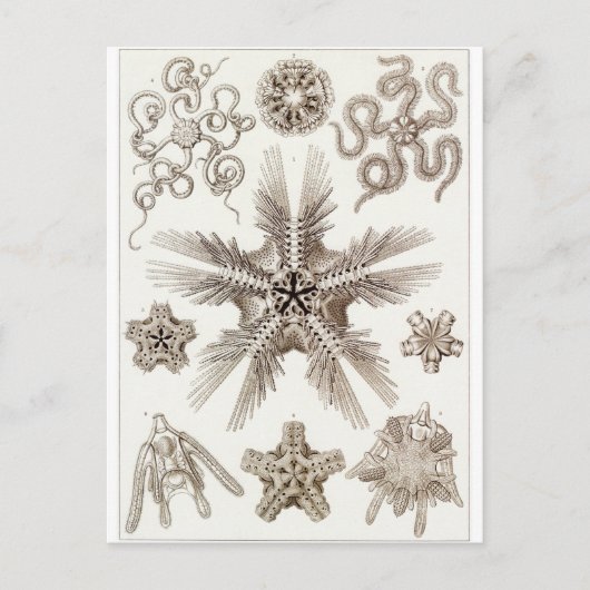 Ernst Haeckel Art Postcard: Ophiodea Postkarte (Vorderseite)