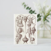 Ernst Haeckel Art Postcard: Peridinea Postkarte (Stehend Vorderseite)