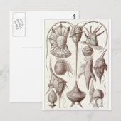 Ernst Haeckel Art Postcard: Peridinea Postkarte (Vorne/Hinten)