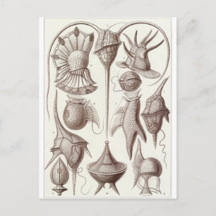 Ernst Haeckel Art Postcard: Peridinea Postkarte