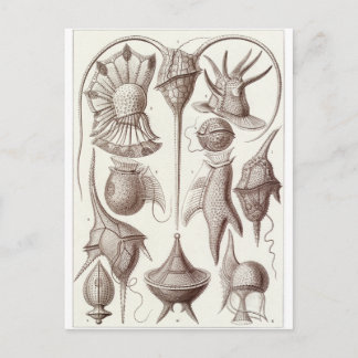 Ernst Haeckel Art Postcard: Peridinea Postkarte