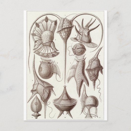 Ernst Haeckel Art Postcard: Peridinea Postkarte (Vorderseite)