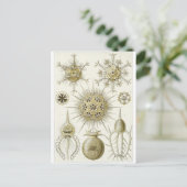 Ernst Haeckel Art Postcard: Phaeodarie Postkarte (Stehend Vorderseite)