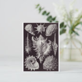 Ernst Haeckel Art Postcard: Prosobranchia Postkarte (Stehend Vorderseite)