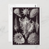 Ernst Haeckel Art Postcard: Prosobranchia Postkarte (Vorne/Hinten)