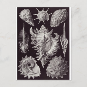 Ernst Haeckel Art Postcard: Prosobranchia Postkarte