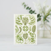 Ernst Haeckel Art Postcard: Siphoneae Postkarte (Stehend Vorderseite)