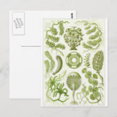 Ernst Haeckel Art Postcard: Siphoneae Postkarte (Vorne/Hinten)