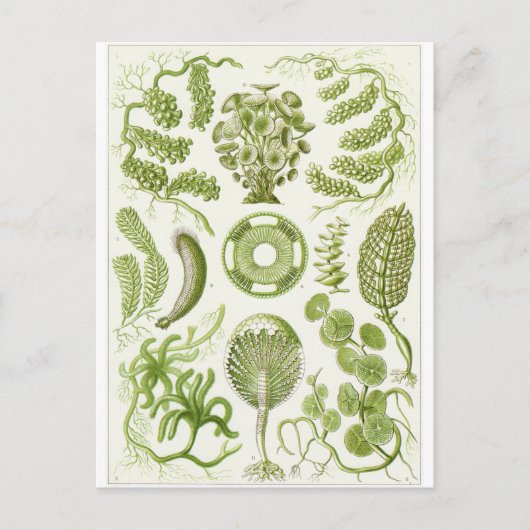 Ernst Haeckel Art Postcard: Siphoneae Postkarte (Vorderseite)