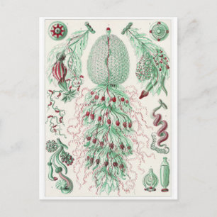 Ernst Haeckel Art Postcard: Siphonophorae Postkarte