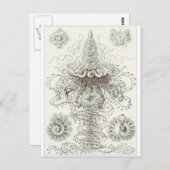 Ernst Haeckel Art Postcard: Siphonophorae Postkarte (Vorne/Hinten)