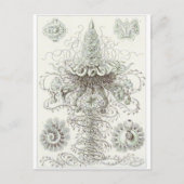Ernst Haeckel Art Postcard: Siphonophorae Postkarte (Vorderseite)