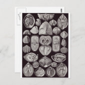Ernst Haeckel Art Postcard: Spirobranchia Postkarte (Vorne/Hinten)