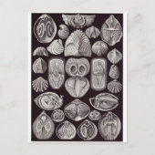 Ernst Haeckel Art Postcard: Spirobranchia Postkarte (Vorderseite)