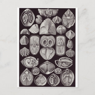 Ernst Haeckel Art Postcard: Spirobranchie Postkarte
