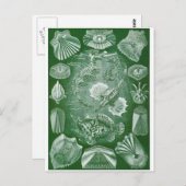 Ernst Haeckel Art Postcard: Teleostei Postkarte (Vorne/Hinten)