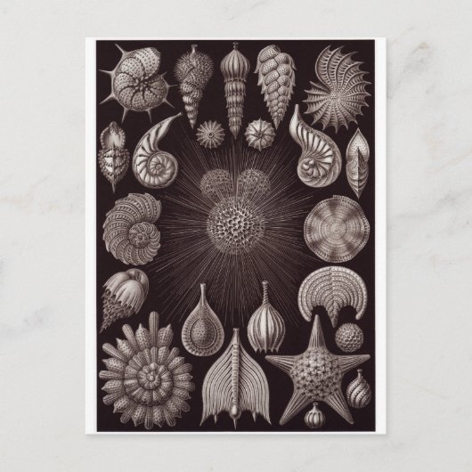 Ernst Haeckel Art Postcard: Thalamphora Postkarte (Vorderseite)