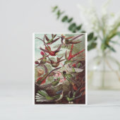 Ernst Haeckel Art Postcard: Trochilidae Postkarte (Stehend Vorderseite)