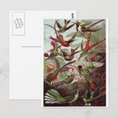 Ernst Haeckel Art Postcard: Trochilidae Postkarte (Vorne/Hinten)
