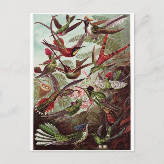 Ernst Haeckel Art Postcard: Trochilidae Postkarte (Vorderseite)