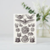 Ernst Haeckel Art Postkarte: Chiroptera Postkarte (Stehend Vorderseite)