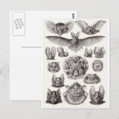 Ernst Haeckel Art Postkarte: Chiroptera Postkarte (Vorne/Hinten)