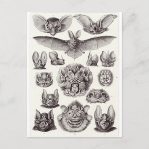 Ernst Haeckel Art Postkarte: Chiroptera Postkarte