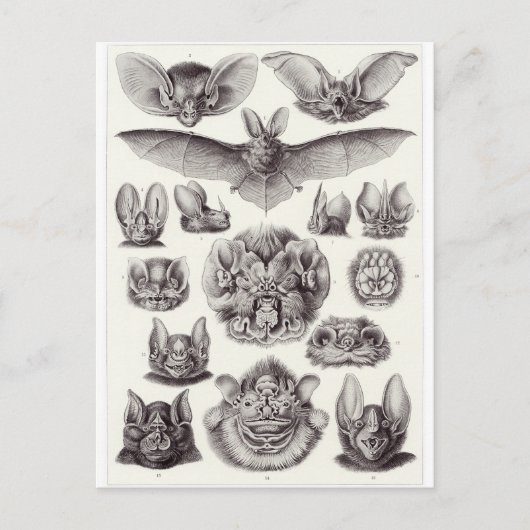 Ernst Haeckel Art Postkarte: Chiroptera Postkarte (Vorderseite)