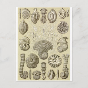 Ernst Haeckel Art Postkarte: Thalamophora Postkarte