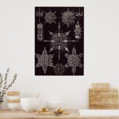 Ernst Haeckel Art Print: Acanthophracta Poster (Küche)